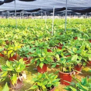 广州芳村花卉批发市场八成万年青产自这里,全国都有它的身影,市场有多火? ...