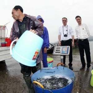 云浮：800余万尾鱼苗放流西江水域