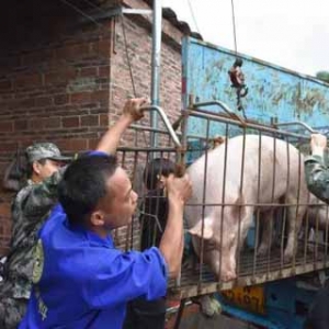 新兴稔村镇对一养猪场进行依法拆除 清理肉猪200余头