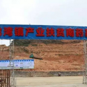 罗定龙湾镇打造“十里南药长廊” 带领群众脱贫致富！
