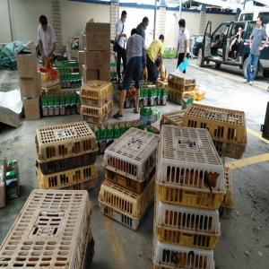 云浮市供电局帮扶工作组干部积极帮助贫困户销售扶贫鸡