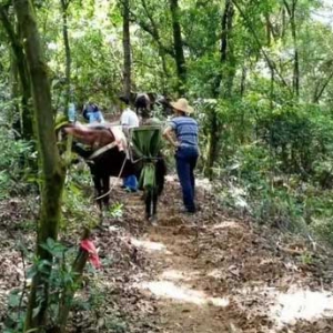 新兴车岗镇云卓面科普森林公园预计今年国庆后可供游人登山远足 ...