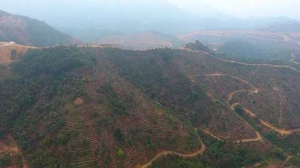 罗定龙湾万亩南药种植示范基地现雏形 南药大道已经全线贯通 ...