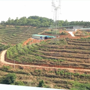 一年脱贫，荒山变金山！云浮某村，年产值将达2000万