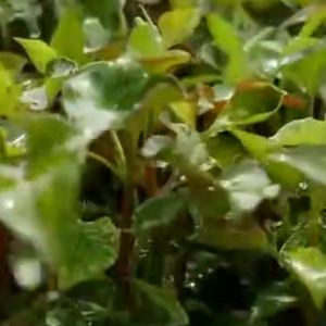 云浮农村致富项目，这种草每亩收入2万多