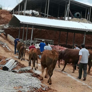 郁南：抓好违法开建整改落实，保护同乐大山生态环境