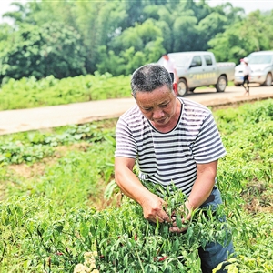 光伏带动 种养结合 金鸡镇坪塘村多措并举打造扶贫产业