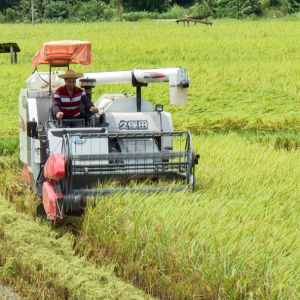 罗定26万亩早稻成熟 机械化作业按下收割“快进键”
