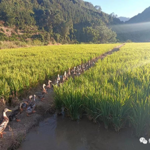 郁南通门罗沙村“稻鸭共生”模式 走出生态种养致富路！