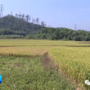 云浮：68.25万亩晚稻陆续进入成熟收割期