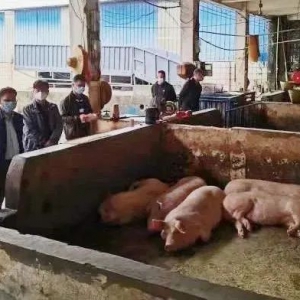 郁南县国资中心：精准高效应对突发 安全稳定保障供应