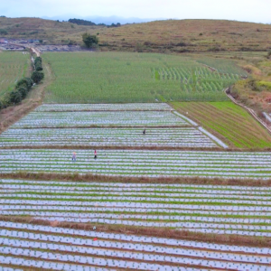 生江镇八和村：150亩撂荒地变良田 水稻果蔬轮种促增收