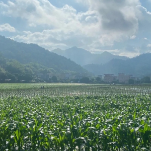 天堂这条村百亩撂荒地种上辣椒，预估年效益可达100万元