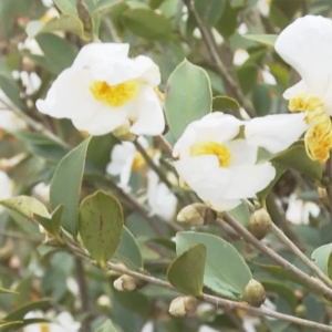 生江镇：油茶花开开漫山 繁花似锦兆丰年