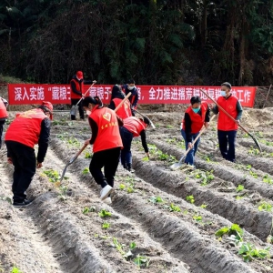 新兴县东成镇：撂荒地种出希望，耕出繁荣