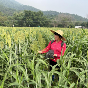 新兴这条村的“红高粱”育出“黄金地”