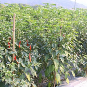 天堂镇东震村这个基地种辣椒，实现用手机远程调控灌溉