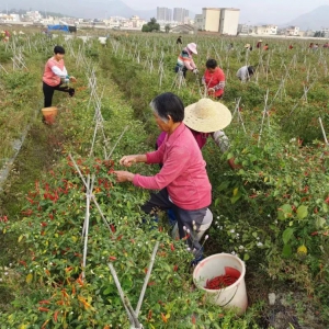 新兴县天堂镇：“巧借”帮扶力量 订单式种植打通辣椒销路