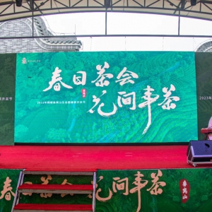 满园春芽吐新绿 翔顺象窝山生态园春茶开采