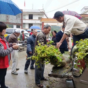 郁南大方镇：送苗下乡助力产业振兴 建设绿美大方