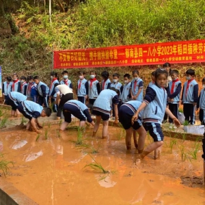 体验农耕活动 郁南县四一八小学把水稻种进校园
