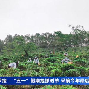 云浮罗定：“五一”假期抢抓时节 采摘今年最后一批春茶