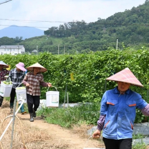 郁南县桂圩镇：百香果套种辣椒实现一地双收