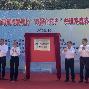 云浮市首个“政银企村户”共建家庭农场在新兴县簕竹镇正式投产 ...