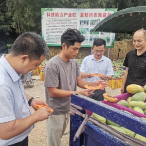 新兴县稔村镇：持续做大做强特色水果产业 助力乡村振兴高质量发展 ...