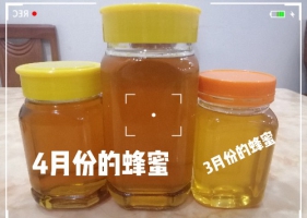 自己养的农家蜂蜜，蜂蜜质量高，50元一斤